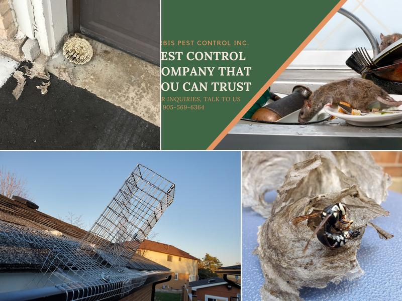Orbis Pest Control Mississauga