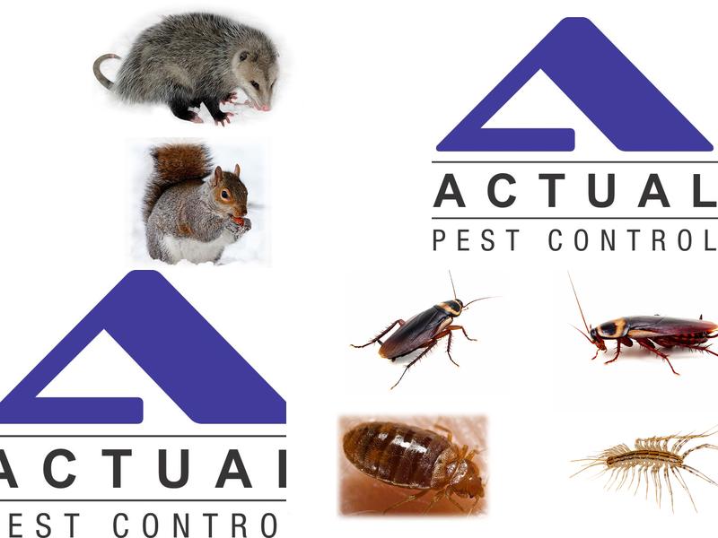 Actual Pest Control
