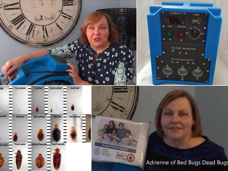 Bed Bugs Dead Bugs