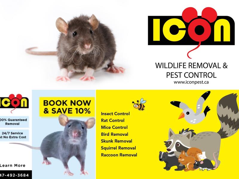 Icon pest control & wildlife removal in Scarborough