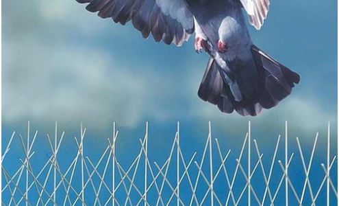 Feral Peril Wildlife & Pest Control Inc. 628 Albert St, Regina Saskatchewan S4N 0P5