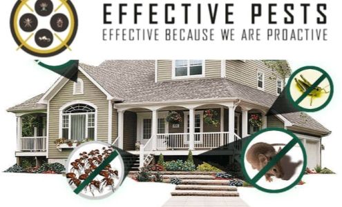 Effective Pest Control 4405 e Green Poplar Lane, Regina Saskatchewan S4V 3H5