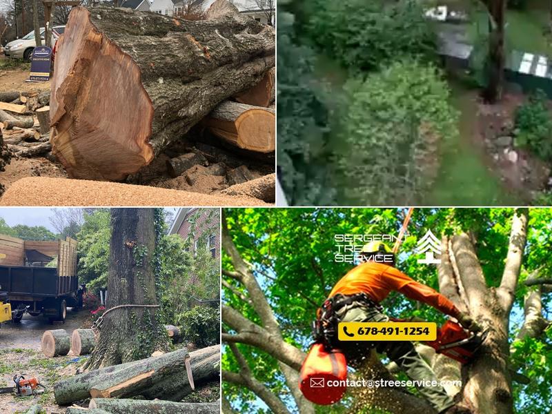 Sergeant Tree Services