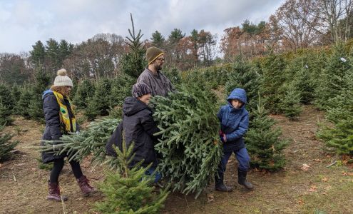 Ellsworth Tree Farm Northborough
