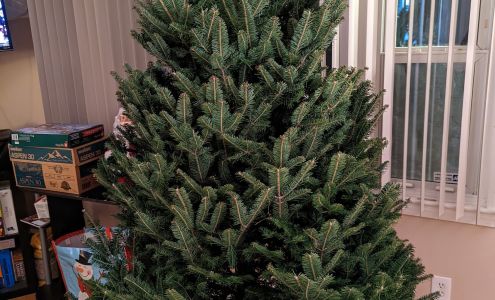 Jim's Christmas Trees Charlton