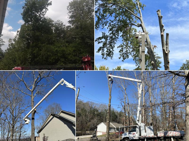 Tennessee Tree Service