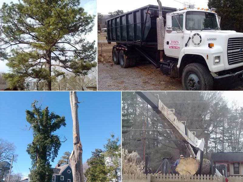 Tom's Tree Services