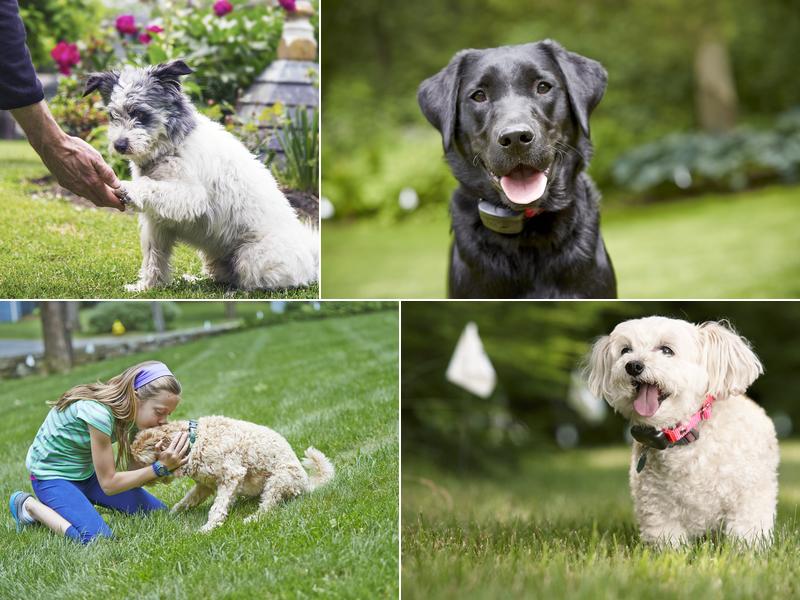 DogWatch by C No Pet Fence