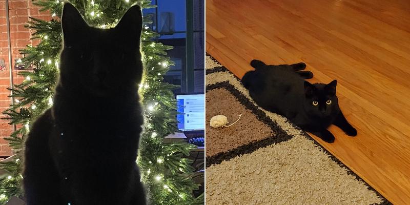 Swansea Animal Control