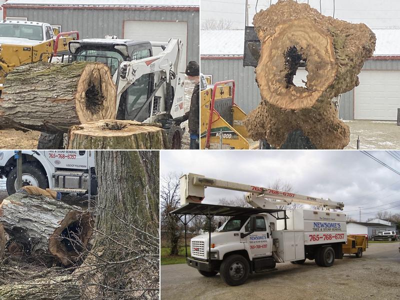 Newsome's Tree & Stump Removal