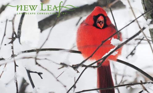 New Leaf Landscape Consulting 1142 E Chambers Pike, Bloomington Indiana 47408