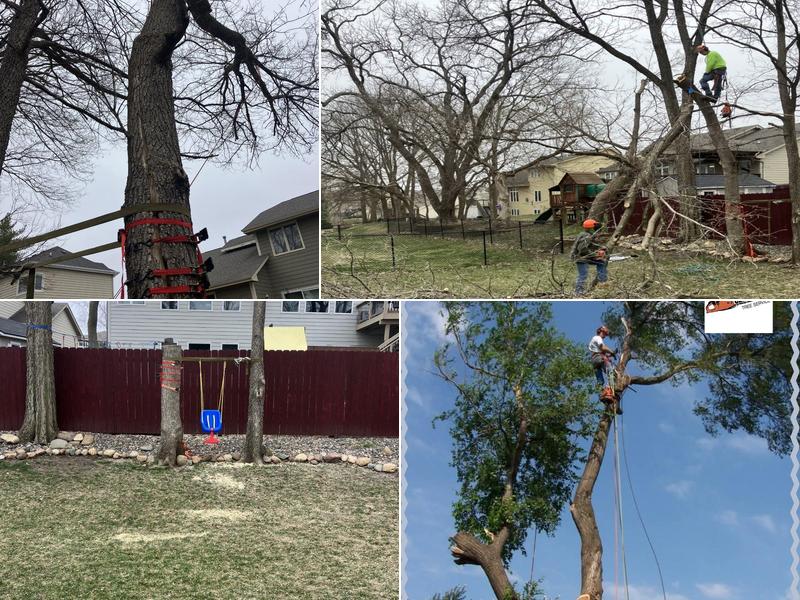 Clean Cut Tree Service