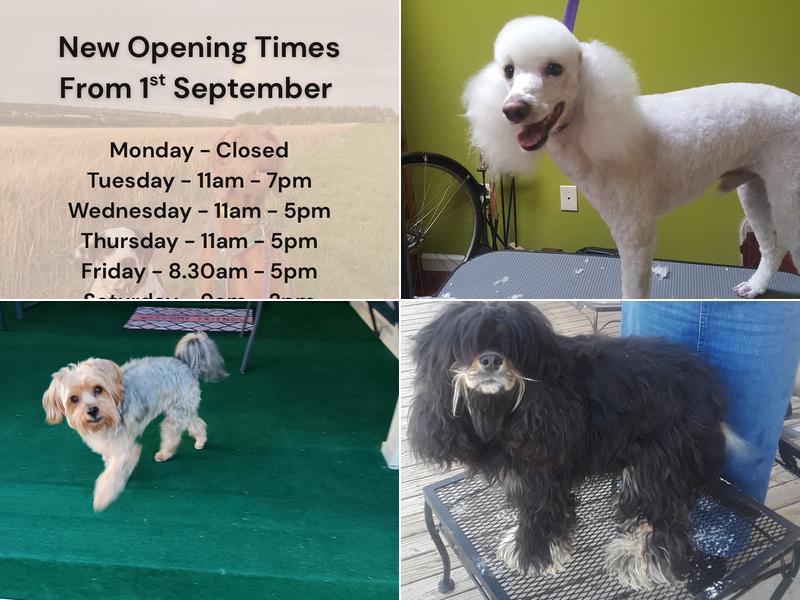 Classy Pawz Dog Grooming