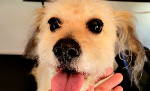 Dirty Dawgs Done Dirt Cheap