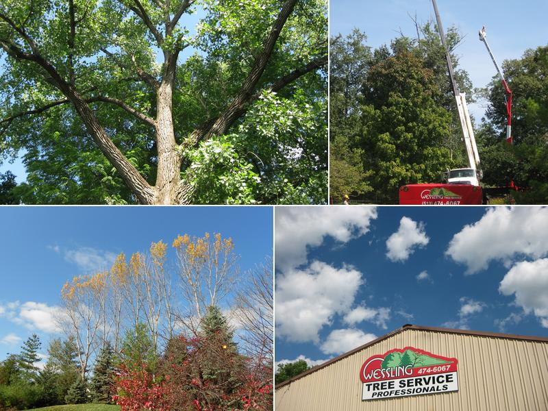 Wessling Tree Service