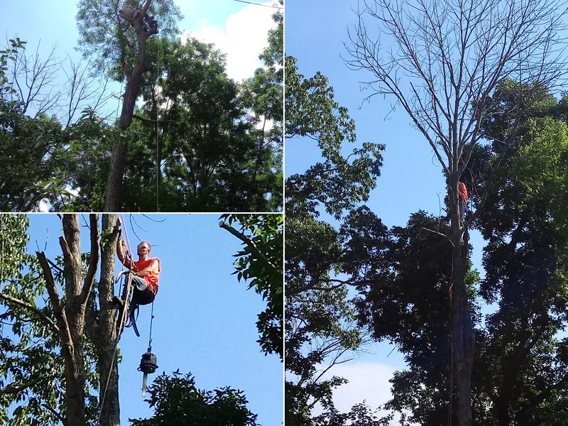 Bill Allen Tree Services