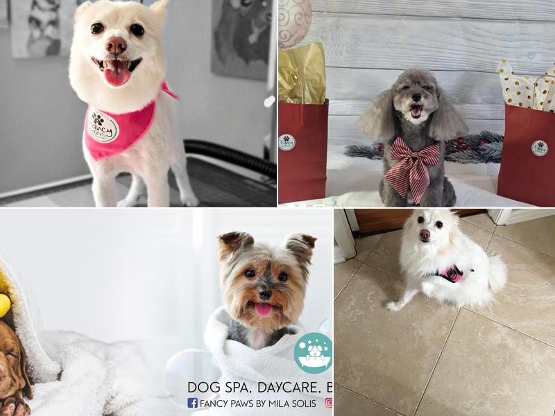 Fancy Paws by Mila Solis