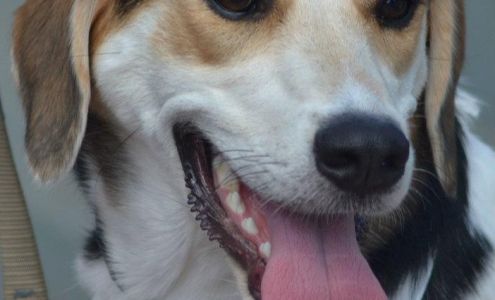 Fins Animal Training