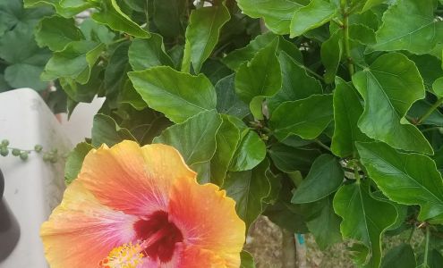 Mac Dougal's Garden Center Versailles