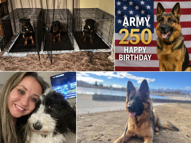 Off Leash k9 Training Reno