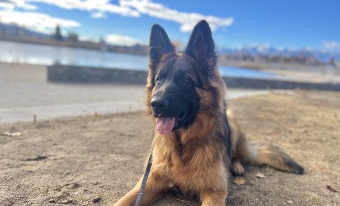 Off Leash k9 Training Reno