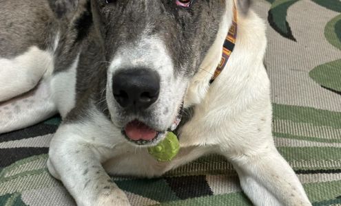 Dog Training Reno - Oh Behave!