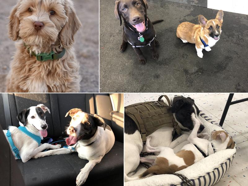 Hufflepup Dog Training