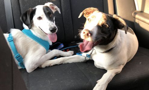 Hufflepup Dog Training