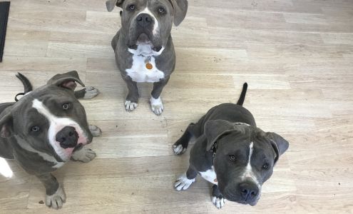 Pack Perfect K9 Training