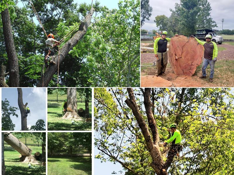 Mead Tree & Turf Care Inc