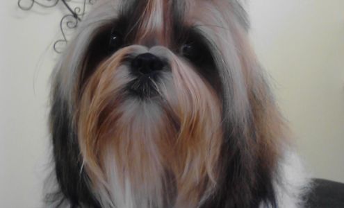 Royal Treatment Pet Salon