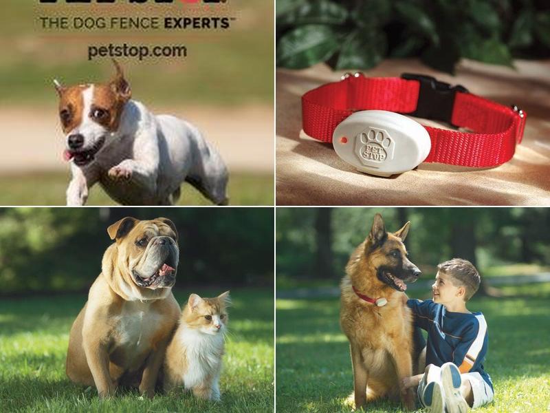 Friendly Pet Boundaries