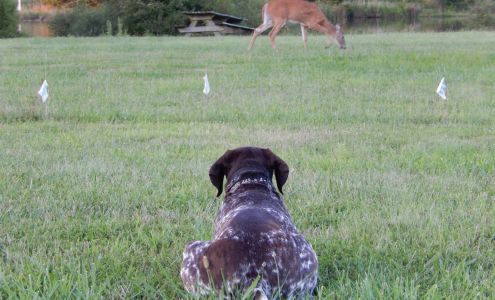 Hidden Fence 109 Bentons Pleasure Rd, Chester Maryland 21619