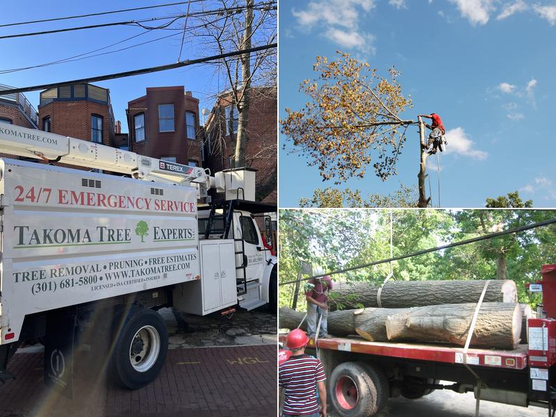 Takoma Tree Experts LLC.