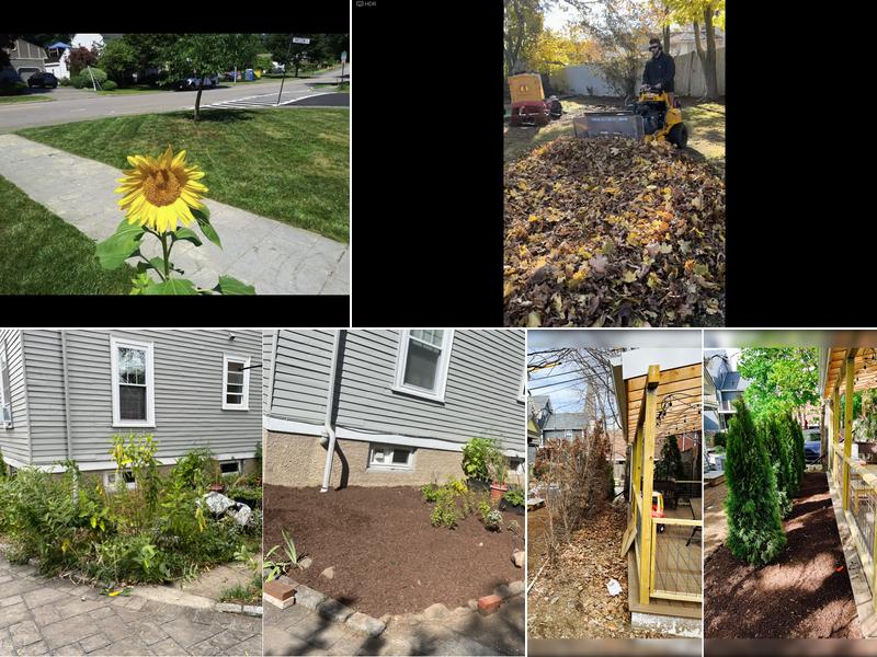 Cedar Tree Landscaping