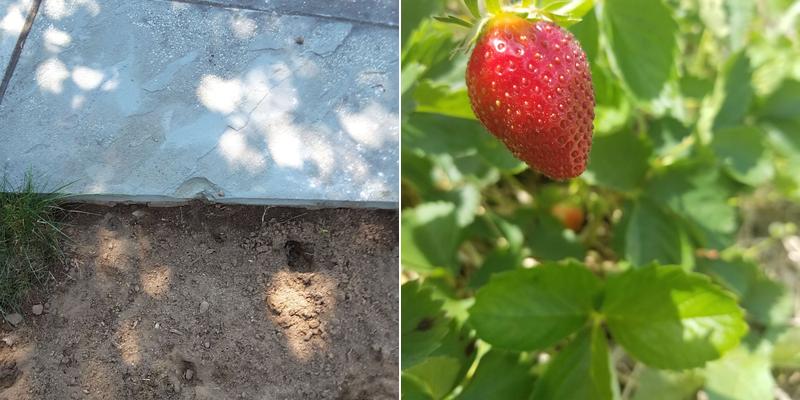 Ipswich Bay Tree Services