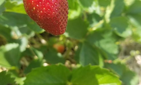 Ipswich Bay Tree Services