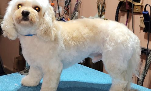 Town & Country Pet Salon 7935 S Ridge Rd, Sault Ste. Marie Michigan 49783