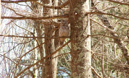 J Tefft Logging & Firewood Hope Valley
