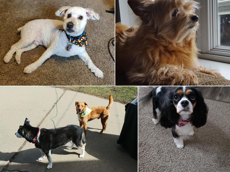 Dog Grooming by Lynda