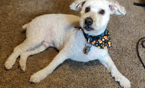 Dog Grooming by Lynda