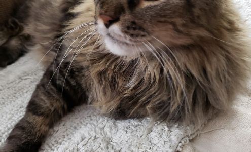 Greenville Animal Shelter Greenville