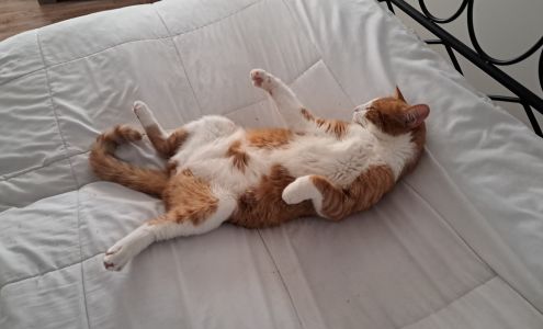 SPCA Saguenay (SPCA Saguenay Jonquière)