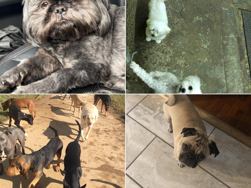 Doc's Doggie Daycare & Boarding