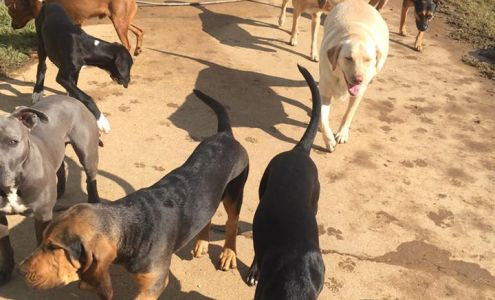 Doc's Doggie Daycare & Boarding