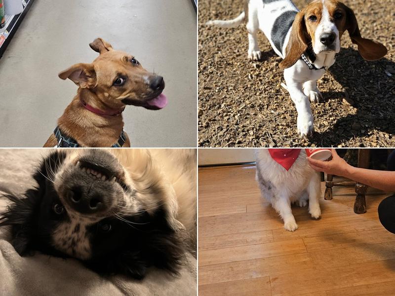 For The Puppies Training Academy LLC