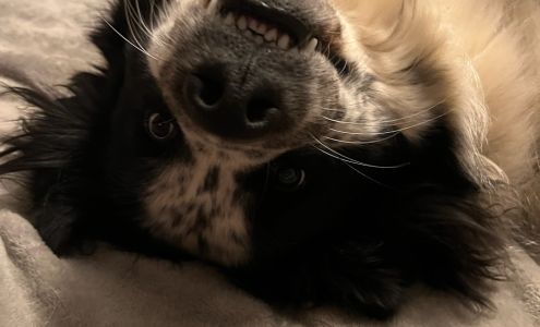 For The Puppies Training Academy LLC