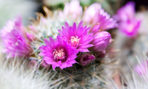 Lotherington's Flowers & Gifts