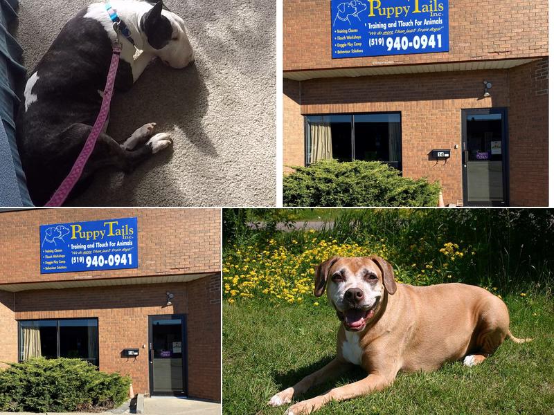 PuppyTails Training & TTouch for Animals inc
