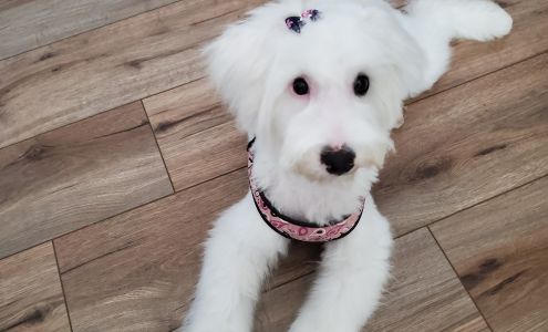 Fur Baby Boutique 679 W Elm St #5, Lebanon Missouri 65536